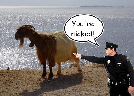 Shopped Goat at Sea